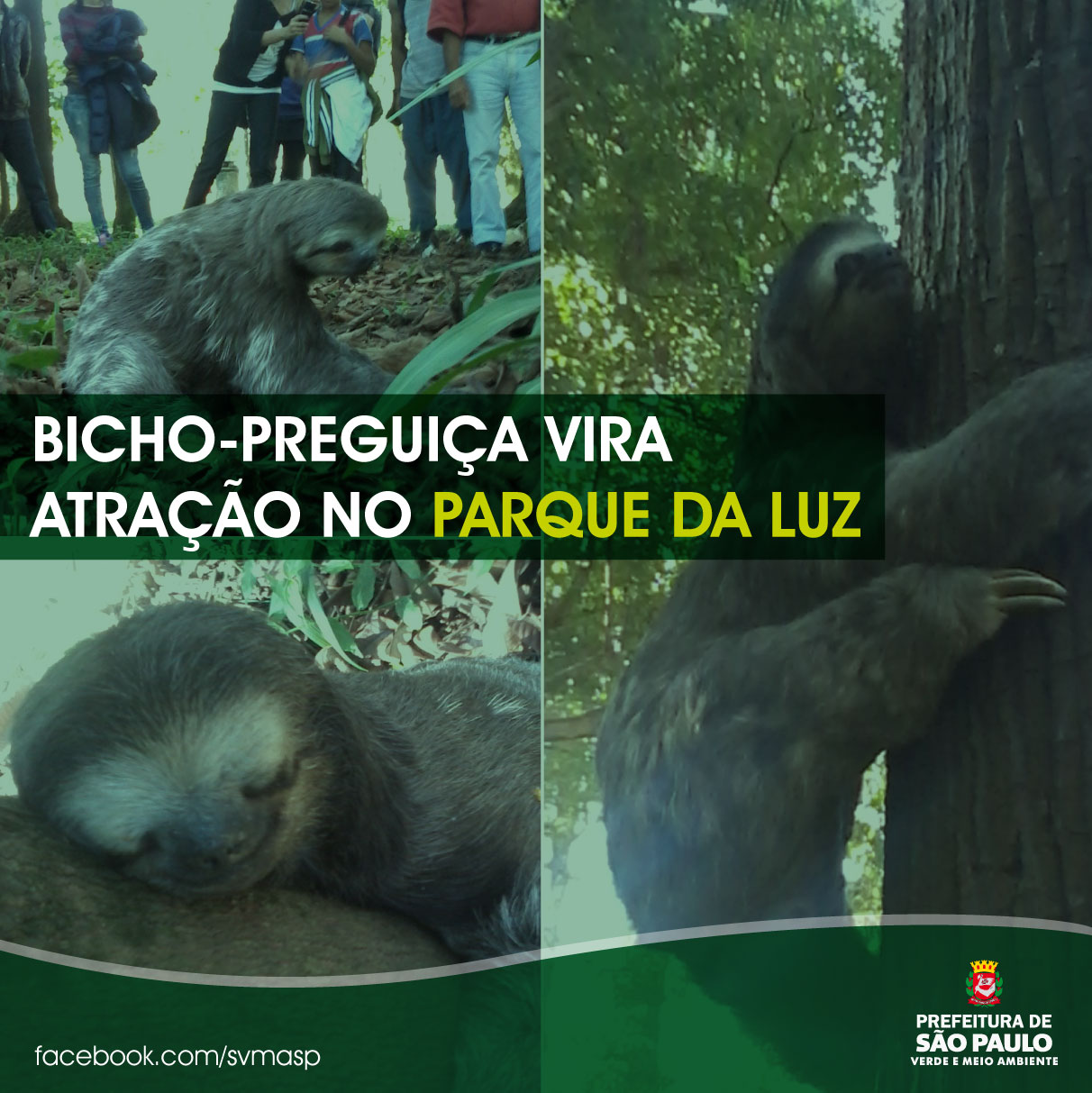 Bicho Preguiça vira atração no Parque da Luz Secretaria Municipal do Verde e do Meio Ambiente